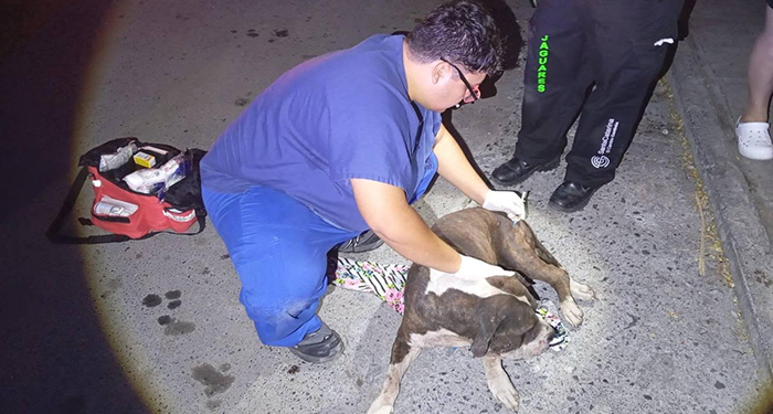 Detienen policía de Santa Catarina, a agresores de perros 1 0 2 5
