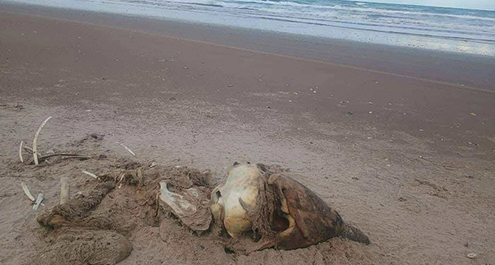 Confirman caso de gripe aviar en gaviota encontrada en Matamoros 1 552652788 1134558251984796 2649405557374646318 n