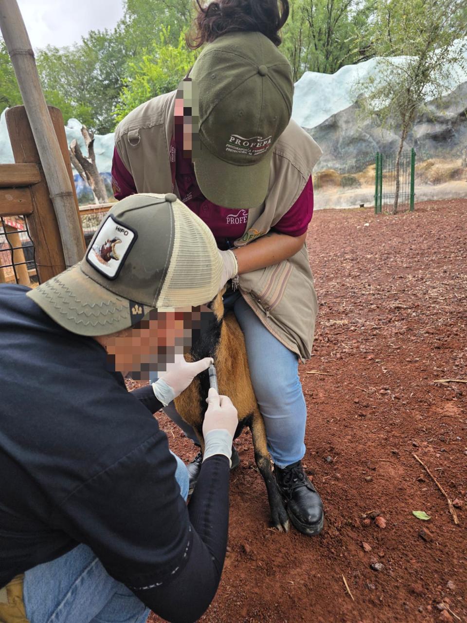 PROFEPA realiza nueva inspección al zoológico La Pastora 3 552697782 1430000974728133 7429163895359061198 n