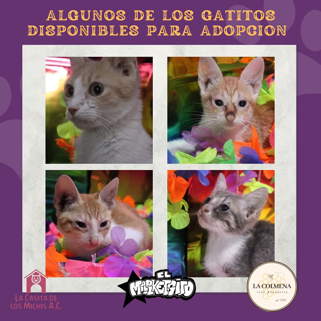 Realizarán feria de adopción para michis en Reynosa 1 553006134 1082747647272640 261460007893584948 n