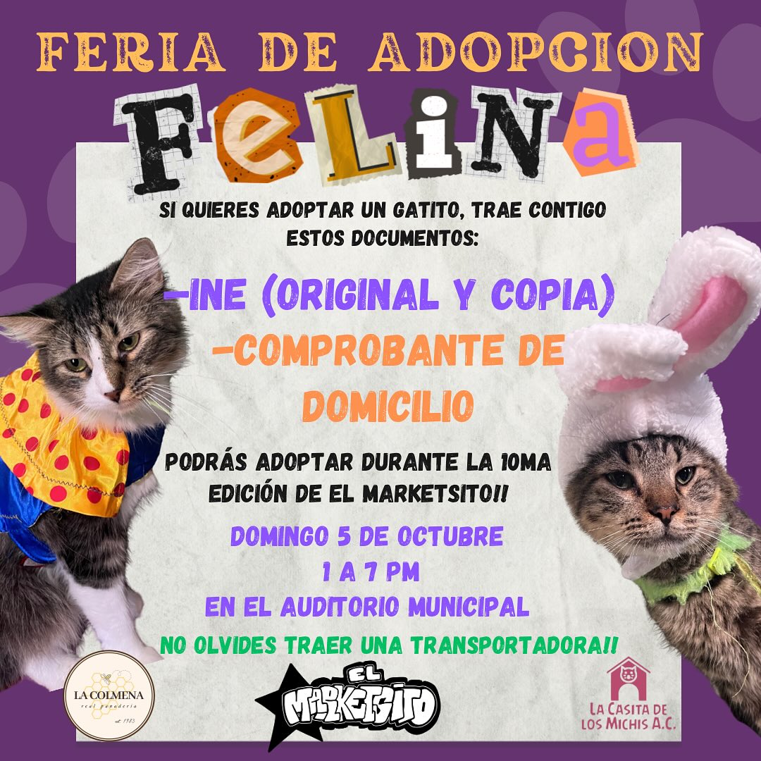 Realizarán feria de adopción para michis en Reynosa 2 553106930 4061869850739003 7681192438067261008 n