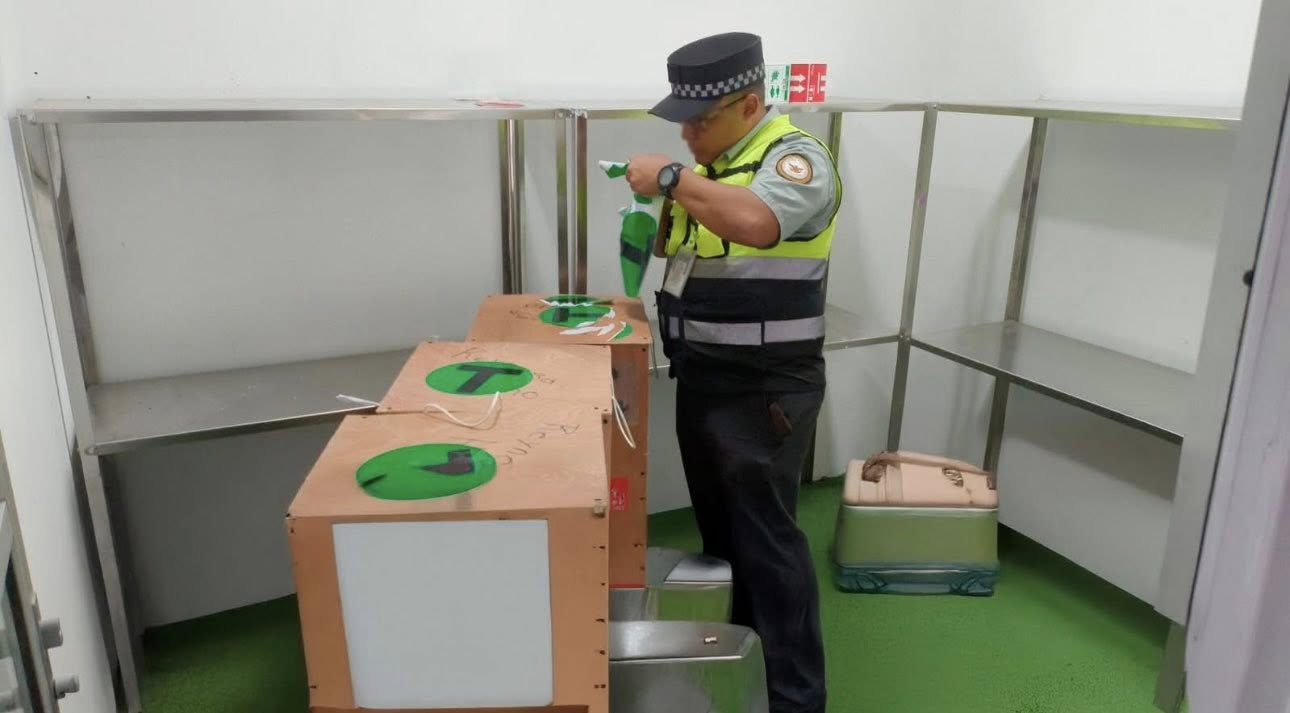 Rescatan a tres avestruces ocultas en paquetería en aeropuerto de Reynosa 1 553429052 786320084259383 1939284580942532824 n