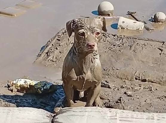 Perrito está firme esperando por alguien en Poza Rica 2 564173094 122149566596831749 2413615566952666653 n