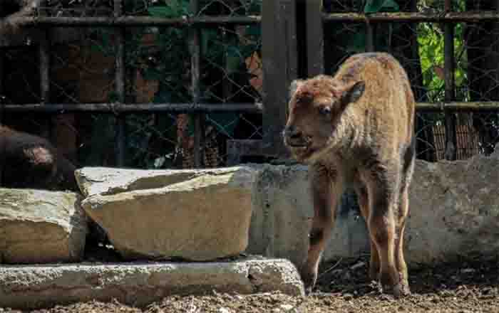 Zoológico Tamatán celebra el nacimiento de 25 especies 1 BISONTE BEBE
