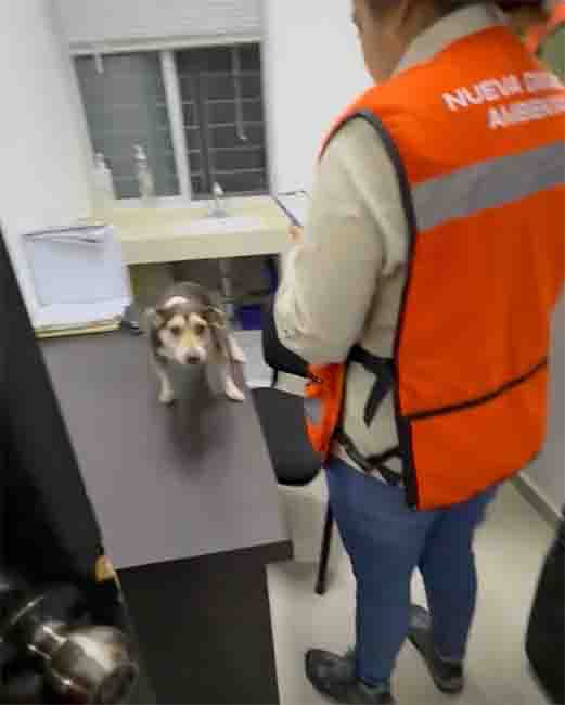 Descartan maltrato animal en Santa Catarina; centro seguirá abierto 1 PERRITO