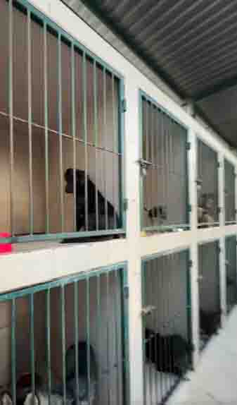 Desmiente Guadalupe presunto abuso animal 1 PERRITO 2