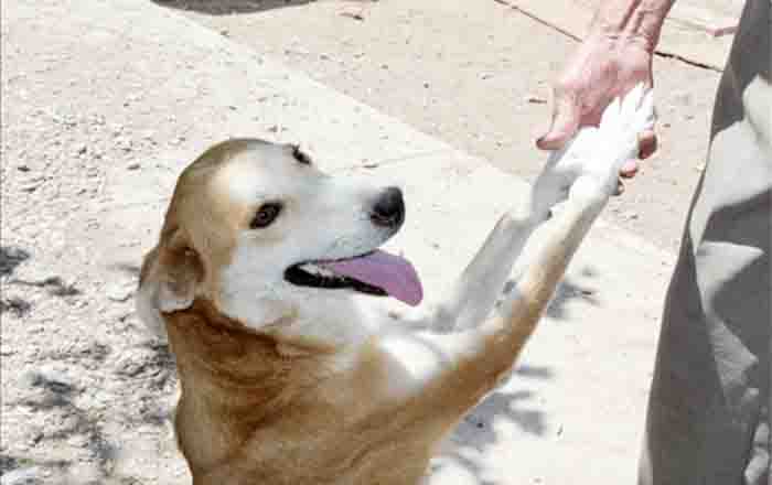 ¿Cómo proteger a tu perro durante la pirotecnia del 15 de septiembre? 1 PERRITO