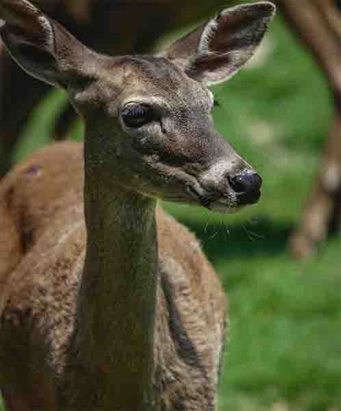 Zoológico Tamatán celebra el nacimiento de 25 especies 2 VENADO